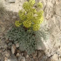 بهترین دارو گیاهی ثروت ساز