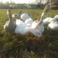 ۹عدد غاز محلی،باهم فروخته میشود