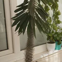 گل نخل ماداگاسکار و پتوس