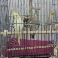 پرنده|پرنده|سوسنگرد, |دیوار