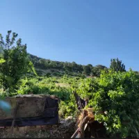 انگور برای آبغوره