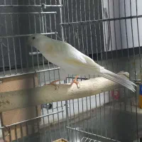 قناری نر و ماده|پرنده|اردکان, |دیوار