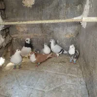 کبوتر هوایی و جفتگاه طوقی کلاغ دم ساده|پرنده|قائن, |دیوار
