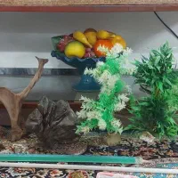 آکواریوم باپایه وهمه وسایلش|ماهی|بروجرد, |دیوار