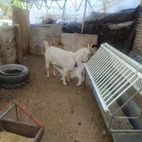 بز سانان|حیوانات مزرعه|چهارباغ, |دیوار