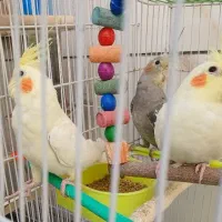 عروس هلندی دونخور