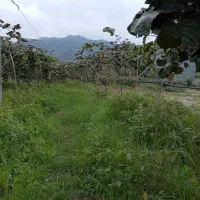 فروش فوری|فروش زمین و ملک کلنگی|لیسار, |دیوار