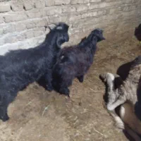 4تا هستند همشون نر هستند|حیوانات مزرعه|مهاباد (آذربایجان غربی), |دیوار