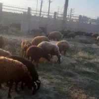 شیر گوسفندی