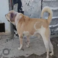 واگذاری پشدر اصیل