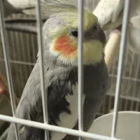 عروس هلندی نر