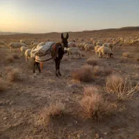 الاغ نر مشکی