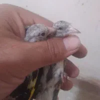 سهره جوجه قفس رسمی|پرنده|تبریز, |دیوار