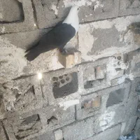 کبوتر کله سفید ماده جوان سالم سالم به شرط تخم وبچ|پرنده|گتوند, |دیوار
