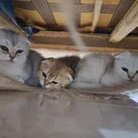 گربه اسکاتیش