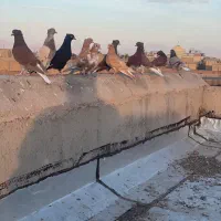 ۱۲عدد دم‌سفید همه رنگی