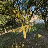 زمین مسکونی|فروش زمین و ملک کلنگی|چابکسر, |دیوار