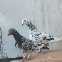 پرستویی ،سینه ای نوک سفید|پرنده|خورموج, |دیوار