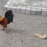 خروس برهما دو عدد