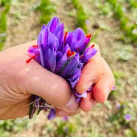 فروش گل زعفران احمدی