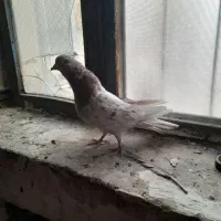 سرور و کاشانی