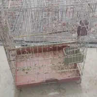 قفس پرنده|لوازم جانبی حیوانات|کیش, |دیوار