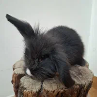 دوتا خرگوش لپ هلندی و لپ میکس