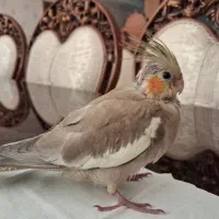 جوجه عروس هلندی ۳۵ روزه|پرنده|فردیس, منظریه|دیوار