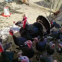 بغلمون نر و مادر و جوجه بغلمون|حیوانات مزرعه|اسحاق آباد, |دیوار