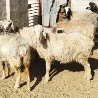 ۷راس میش بره دار و آبستن|حیوانات مزرعه|شیراز, علی آباد|دیوار