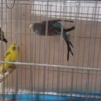 ۴ عدد مرغ عشق|پرنده|مرودشت, ابوذر شمالی|دیوار