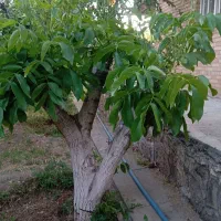 پیوندزنی گردو