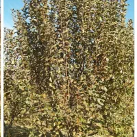 خریدچوب ضایعات هرس کار انواع درختان|خدمات باغبانی و درختکاری|میاندوآب, |دیوار