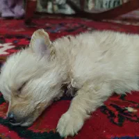 توله سگ پامر اشپیتز|سگ|تبریز, |دیوار