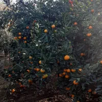 نارنگی روی درخت|خوردنی و آشامیدنی|ساری, |دیوار