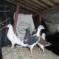 کفتر قلدور پرشی|پرنده|درمیان, |دیوار