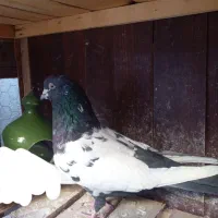 کفتر نر|پرنده|قم, نخودی|دیوار