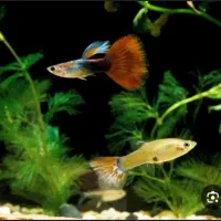 ماهی و لوازم اکواریم