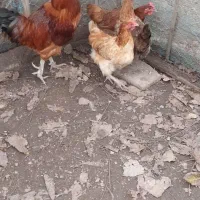 مرع خروس محلی تخمگذار
