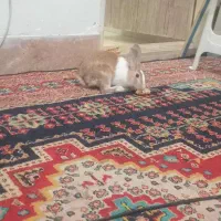 خرگوش|موش و خرگوش|الوند, |دیوار