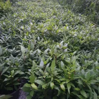 فروش برگ بو و انواع گل و گیاه