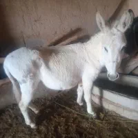 الاغ جوان ماده