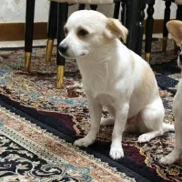 توله اشپیتز نر