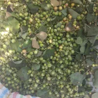 فروش حدود 40الی 50کیلو سپستون تازه فوری فوری