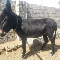 ۱راس خر گله ای چاق