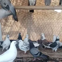 کفتر پرشی نوک ریز|پرنده|قیدار, |دیوار