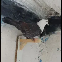 ۱۰تاکبوتر قشنگ.فقط تماس جواب میدم چت جواب نمیدم