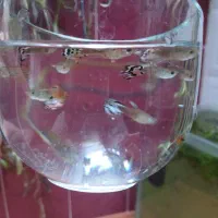 ماهی گوپی اندلر (عروسکی) نژاد قدیم