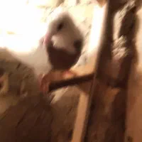 کبو تتر|پرنده|سبزوار, امیر کبیر|دیوار