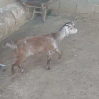 یه دونه کهره ماده|حیوانات مزرعه|داراب, |دیوار